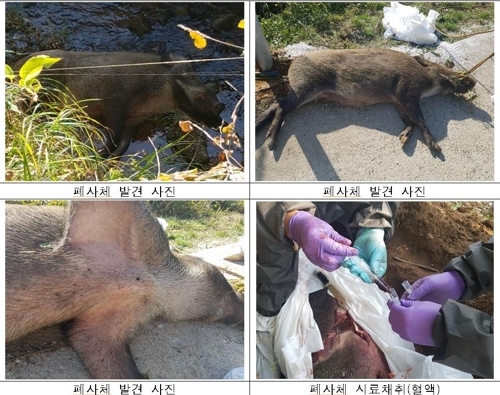 연천군과 철원군에서 발견된 아프리카돼지열병 감염 야생멧돼지 폐사체. (제공: 환경부)