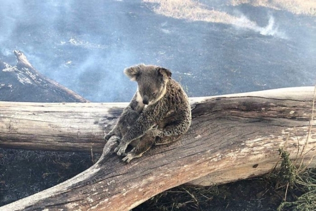 지난 9월 퀸즐랜드주 산불 속에서 새끼를 지켜낸 코알라가 절망 속에서 희망의 상징이 되고있다(출처: Jimboomba Police)