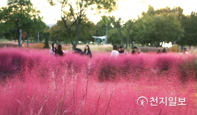 잠원 한강공원 그라스정원에서 방문객들이 활짝 핀 핑크뮬리를 배경으로 사진을 찍고 있다. ⓒ천지일보 2019.11.1