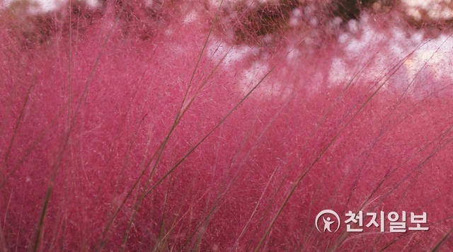 잠원 한강공원 그라스정원에 핑크뮬리가 아름다운 빛깔을 뽐내고 있다. ⓒ천지일보 2019.11.01