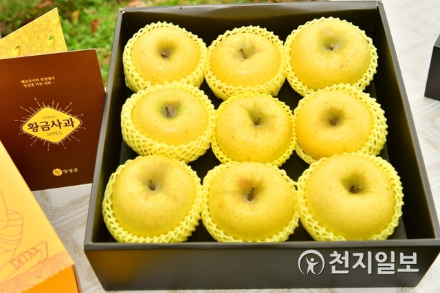 옐로우시티 장성군 대표 상품으로 지정된 ‘황금사과’가 박스에 포장된 모습. (제공: 장성군) ⓒ천지일보 2019.11.4
