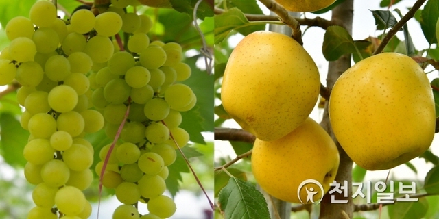 장성군에서 재배한 샤인머스켓(왼쪽), 황금사과. (제공: 장성군) ⓒ천지일보 2019.11.4