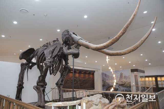 [천지일보=김정필 기자] 스테고돈 모형. 1919년 발굴된 당시 코끼리과로 분류 하였으나 1988년 스테고돈과로 재분류됐다. 스테고돈은 가장 큰 장비목 중의 하나로 수컷 스테고돈의 몸높이는 3.75m, 몸무게는 12.7t에 달한다. ⓒ천지일보 2019.11.8