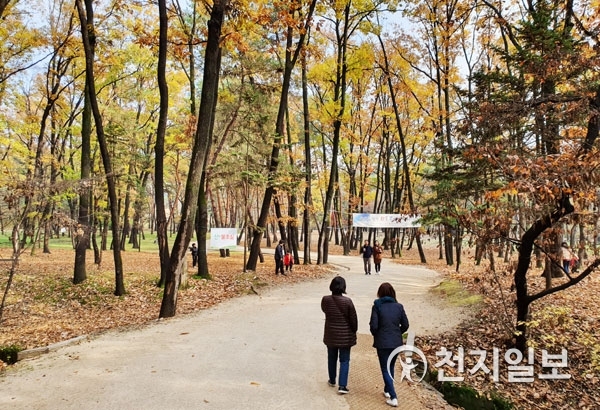 관람객들이 가을 단풍의 아름다움을 만끽하며 산책로를 걷고 있다. ⓒ천지일보 2019.11.22