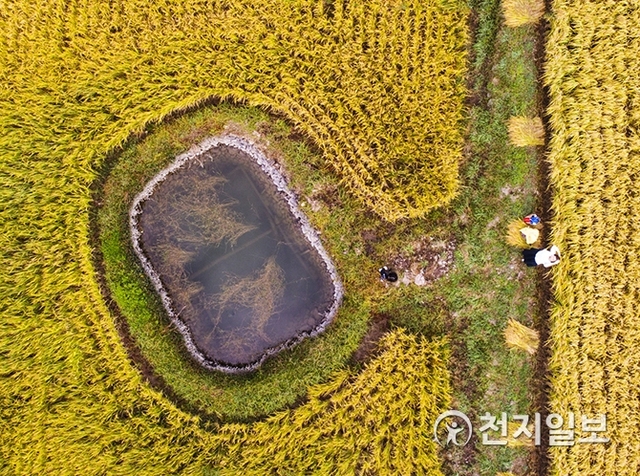 경남 고성군의 한 ‘둠벙’ 모습. 둠벙은 하천이 발달하지 못한 해안지역에서 갈수기 논에 물을 안정적으로 공급하기 위해 만든 작은 연못이다. ⓒ천지일보 2019.11.22
