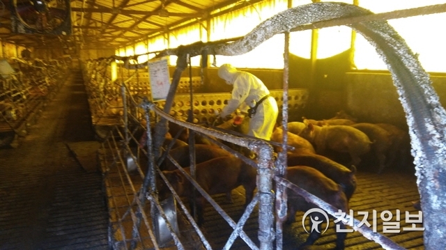 화순군 동면 양돈 농가에서 아프리카돼지열병(ASF) 예방을 위해 방역을 하고 있다. (제공: 화순군) ⓒ천지일보 2019.11.25
