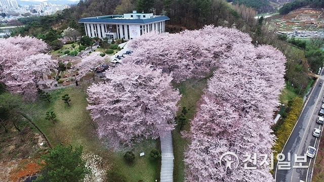 벚꽃이 만개한 연암도서관 전경. (제공: 진주시) ⓒ천지일보 2019.3.21