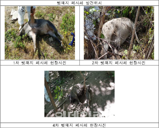 연천군과 철원군에서 발견된 아프리카돼지열병 감염 야생멧돼지 폐사체. (제공: 환경부)