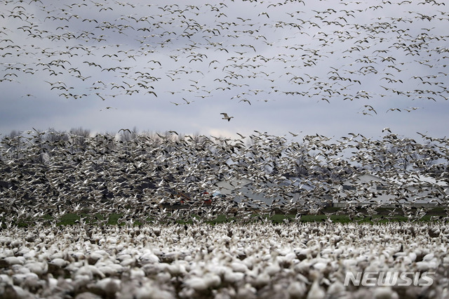 [콘웨이=AP/뉴시스] 13일(현지시간) 미 워싱턴주 콘웨이 인근 스카짓밸리의 한 농장에 철새들이 몰려든 가운데 농장 상공에서 수천 마리의 흰기러기 떼가 날아들고 있다. 해마다 5만 마리 이상의 새들이 북극해 연안 툰드라 지역에서 이주해 이곳으로 몰려온다. 흰기러기는 날개를 펼쳤을 때 길이가 약 120㎝에 달한다. 2019.12.14.