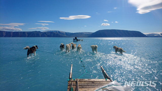북극과 가까운 그린란드에서 13일(현지시간) 두꺼운 얼음층의 윗부분이 녹으면서, 썰매개들이 발목 깊이의 물 속을 지나고 있다. (출처: 뉴시스)