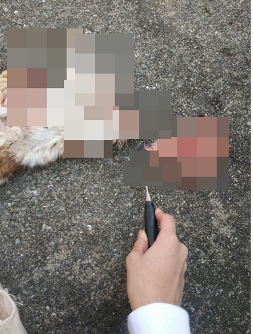길고양이를 살해한 게시글을 올린 누리꾼. (출처: 동물자유연대)
