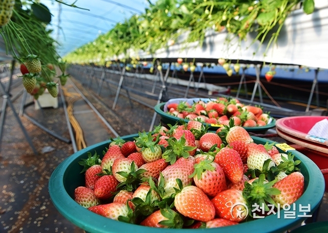 진주시 수곡면 딸기 재배 현장. (제공: 진주시) ⓒ천지일보 2019.12.6