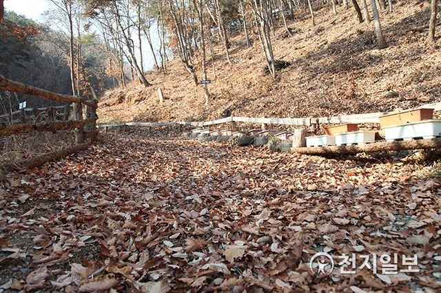 홍천힐링캠프 산책길 ⓒ천지일보 2020.1.11
