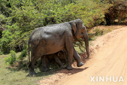 스리랑카 얄라 야생공원에서 코끼리 어미와 새끼를 강을 건너고 있다. (출처: 뉴시스)