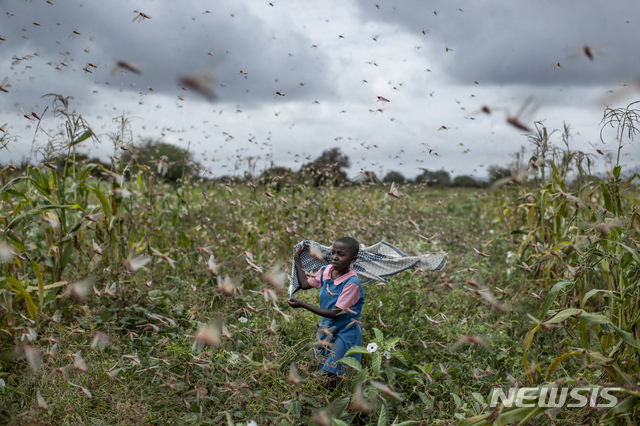 지난달 24일(현지시간) 아프리카 케냐에서 한 농부의 딸이 메뚜기 떼를 쫓아내고 있다. (출처: 뉴시스)