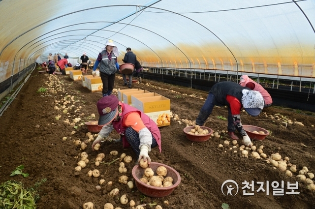 전북 남원시 한 농가에서 10일 춘향골 햇감자를 수확하고 있다. (제공: 남원시)  ⓒ천지일보 2020.2.10
