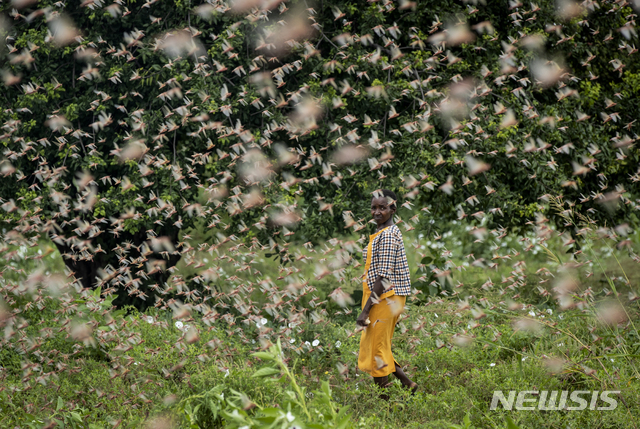 지난달 24일(현지시간) 아프리카 케냐의 한 농가에서 농부가 밭을 습격한 메뚜기 떼를 보고 있다. (출처: 뉴시스)