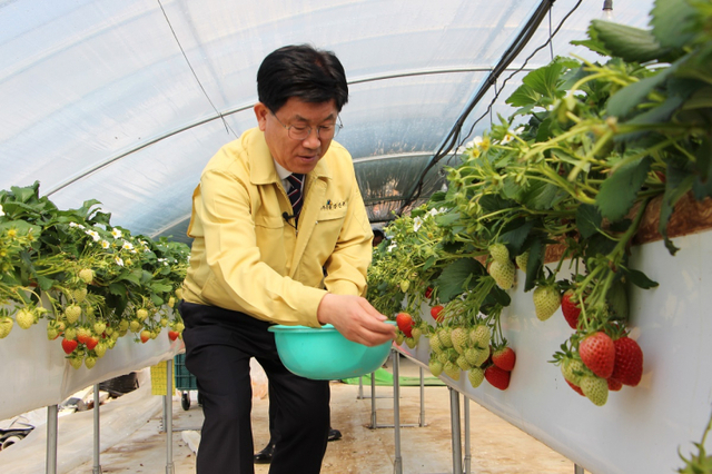 강인규 나주시장이 코로나19로 어려움을 겪는 농가를 찾아 딸기 수확을 도와주고 있다. (제공: 나주시) ⓒ천지일보 2020.2.20