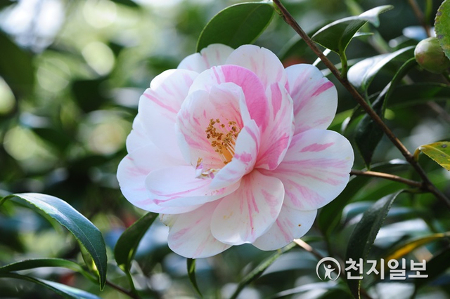전라남도 완도수목원이 녹색의 아름다운 숲 사이로 핀 동백꽃을 대상으로 한 ‘동백꽃 사진전’을 오는 3월 31일까지 개최한다. (제공: 전라남도청) ⓒ천지일보 2020.2.25