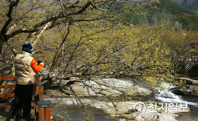 26일 전남 구례군 반곡마을의 산수유꽃이 따뜻한 날씨에 빠른 속도로 개화하고 있다. (제공: 구례군) ⓒ천지일보 2020.2.26