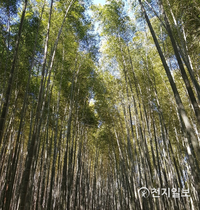담양 대나무 숲. (제공: 전라남도청) ⓒ천지일보 2020.2.28