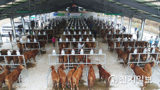 진주 가축경매시장 운영모습. (제공: 진주시) ⓒ천지일보 2020.3.11