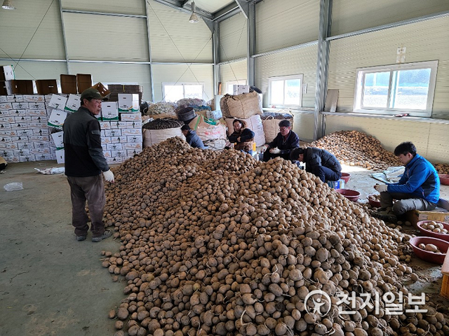 강원도 인제군이 저장 저장고에 보관된 감자 재배 농가를 위해 일손돕기를 추진하고 있다.(제공: 인제군)ⓒ천지일보 2020.3.24