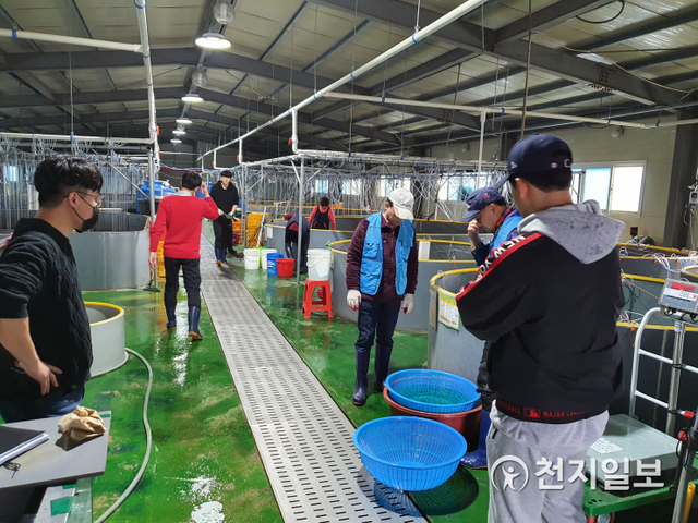전북 남원시농업기술센터가 26일 미꾸리양식농가에 미꾸리치어를 분양하고 있다. (제공: 남원시) ⓒ천지일보 2020.3.26