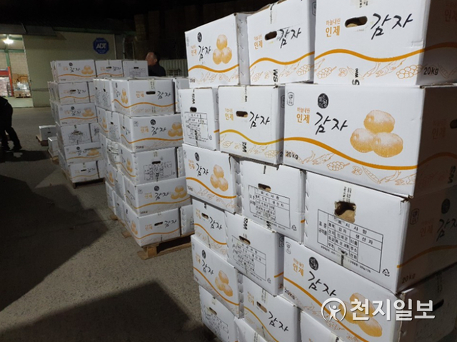 강원도 인제군 원통공단에 입주해 있는 ㈜린디미방이 20일부터 감자 팔아주기 캠페인을 펼쳐 30톤의 감자를 판매했다. 저장감자.(제공: 인제군)ⓒ천지일보 2020.3.26