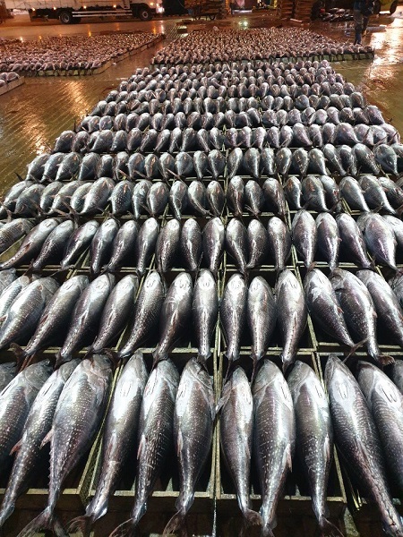 참다랑어 경매물량 (제공: 이마트) ⓒ천지일보 2020.3.27