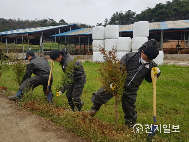 전북 순창의 축산농가 주변에 방취림 조성을 위해 편백나무를 식재하고 있다. (제공: 농협) ⓒ천지일보 2020.4.2
