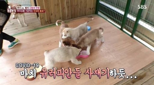 (출처: SBS ‘TV 동물농장’)