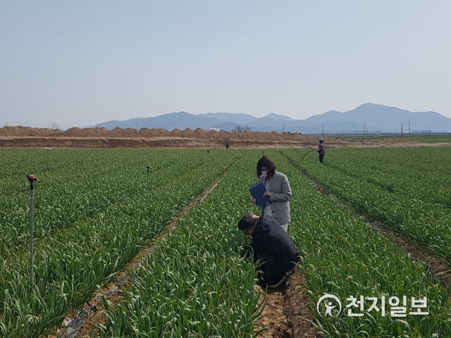 스마트 재배기술로 재배 중인 진서마늘작목반 한 농가. (제공: 부안군) ⓒ천지일보 2020.4.7