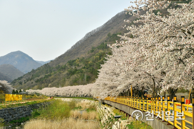 ‘한국의 아름다운 길 100선’에 이름을 올린 장성군 백양사 벚꽃길. (제공: 장성군) ⓒ천지일보 2020.4.8