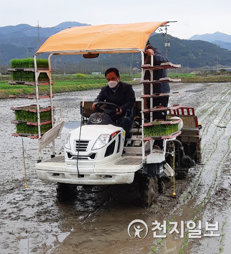 창원시 마산합포구 진전면 이명리 정달마을에서 경남지역 첫 모내기가 진행되고 있다. (제공: 경남도) ⓒ천지일보 2020.4.10