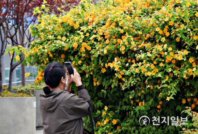 [천지일보=정다준 기자] 18일 서울역 고가도로를 보행로로 바꾼 서울로7017을 찾은 시민이 완연한 봄을 알리는 꽃 풍경을 핸드폰 카메라에 담고 있다. ⓒ천지일보 2020.4.18