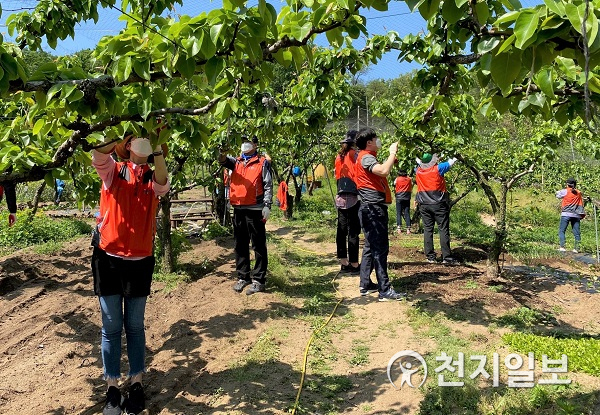 6일 코레일관광개발 임직원들과 1365자원봉사포털을 통해 지원한 자원봉사자 40여명이 서울 중랑구 신내동 일대 배농가에서 봉사활동을 실시하고 있다. (제공: 농협) ⓒ천지일보 2020.5.6