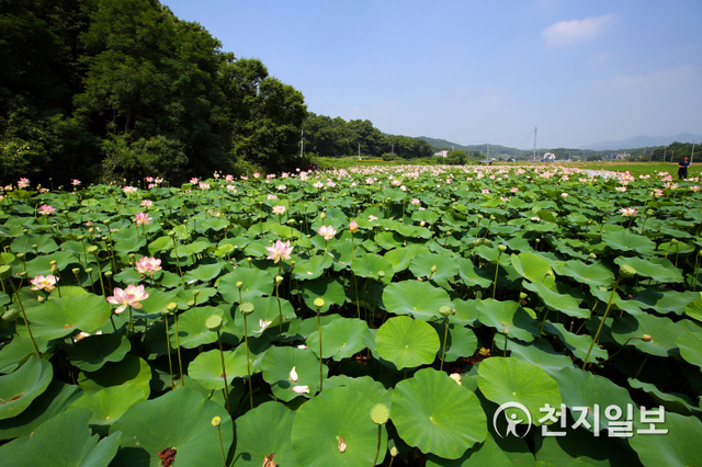 왕송호수 연꽃습지.(사진: 의왕시)ⓒ천지일보 2020.5.10
