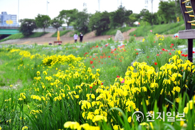 장성군이 황룡강 일원에 조성 중인 노란꽃창포 단지가 5월 개화시기를 맞이해 이목을 끌고 있다. (제공: 장성군) ⓒ천지일보 2020.5.12