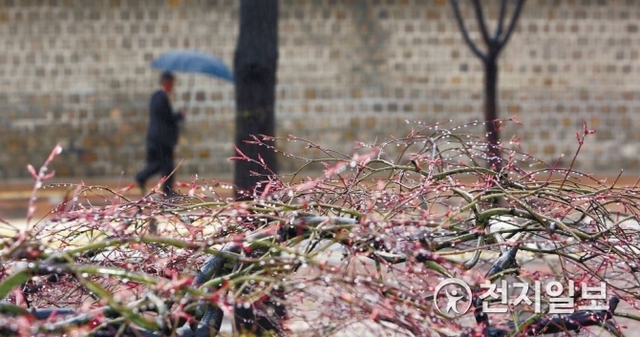 봄비 내리는 서울 종로구 덕수궁 돌담길을 우산을 쓴 한 시민이 발걸음을 재촉하고 있다. ⓒ천지일보DB