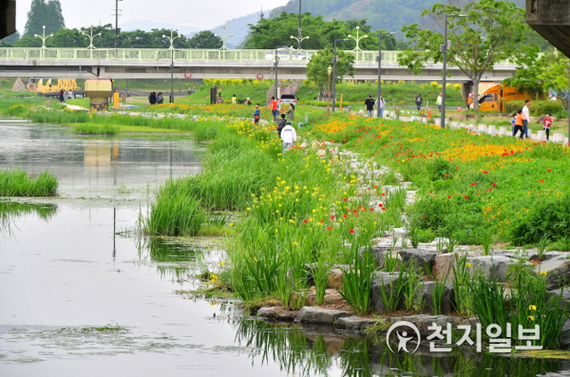 장성 황룡강 물길따라 아름답게 펼쳐진 창포 꽃길이 펼쳐져 있다. (제공: 장성군) ⓒ천지일보 2020.5.17
