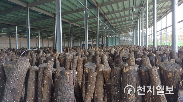 화순군(군수 구충곤)이 산림 자원을 활용한 버섯 재배 현장. (제공: 화순군) ⓒ천지일보 2020.5.25