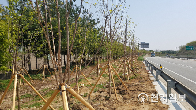 인주·둔포 산업단진 일원 미세먼지 차단숲. (제공: 아산시) ⓒ천지일보 2020.5.25