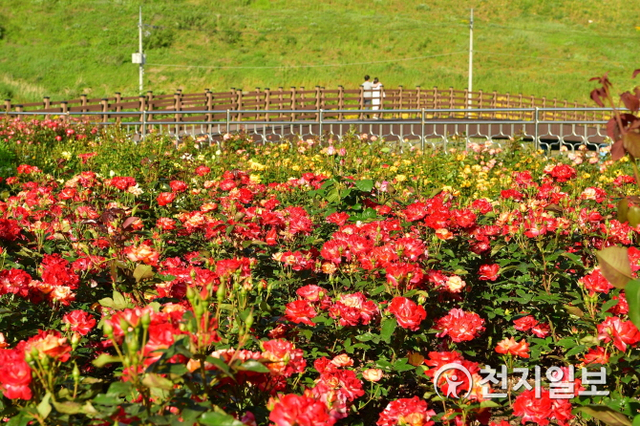 28일 장성 평림댐 장미공원의 장미들이 따사로운 초여름 햇살에 반짝이고 있다. (제공: 장성군) ⓒ천지일보 2020.5.28