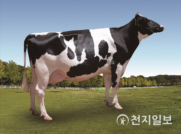 한국형 젖소 씨수소(니아스)의 딸소(대덕 스트레스 니아스 404호) (제공: 농협 경제지주) ⓒ천지일보 2020.5.28