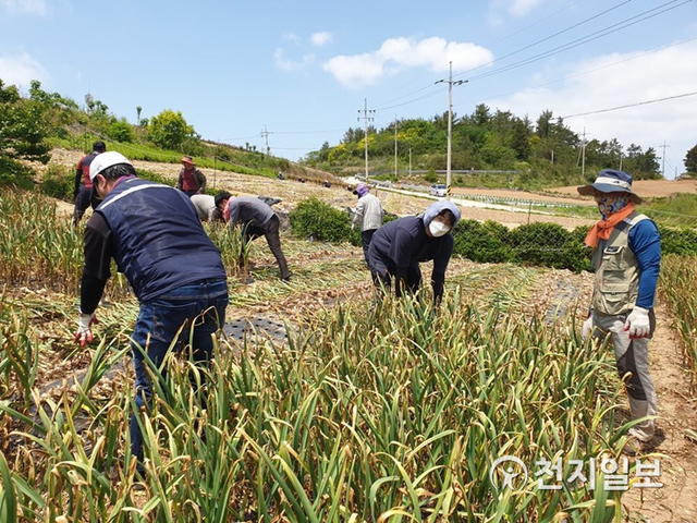 전남 신안군이 코로나19 장기화로 인한 노동력 부족으로 어려움을 겪고 있는 관내 농가들의 일손돕기를 추진하고 있다. (제공: 신안군) ⓒ천지일보 2020.6.2