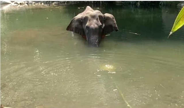 입에서 터진 폭죽으로 인한 후유증으로 죽음을 맞은 인도 케랄라의 코끼리. (출처: SNS, 연합뉴스)