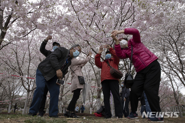 지난 3월 26일 중국 베이징의 위엔탄 공원에서 마스크를 쓴 방문객들이 벚꽃 사진을 찍고 있다. (출처: 뉴시스)