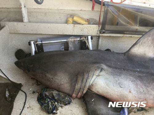호주 에반스 헤드에 정박한 어선 갑판에 2.7m 크기의 백상어가 놓여 있다(출처: 뉴시스)
