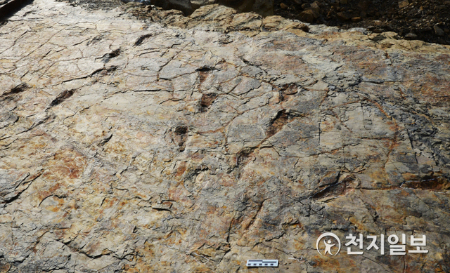 중생대 백악기 경남 사천시 자혜리 ‘진주층’에서 발견된 두 발로 걷는 원시악어 발자국 보행렬 (제공: 한국지질유산연구소) ⓒ천지일보 2020.6.12